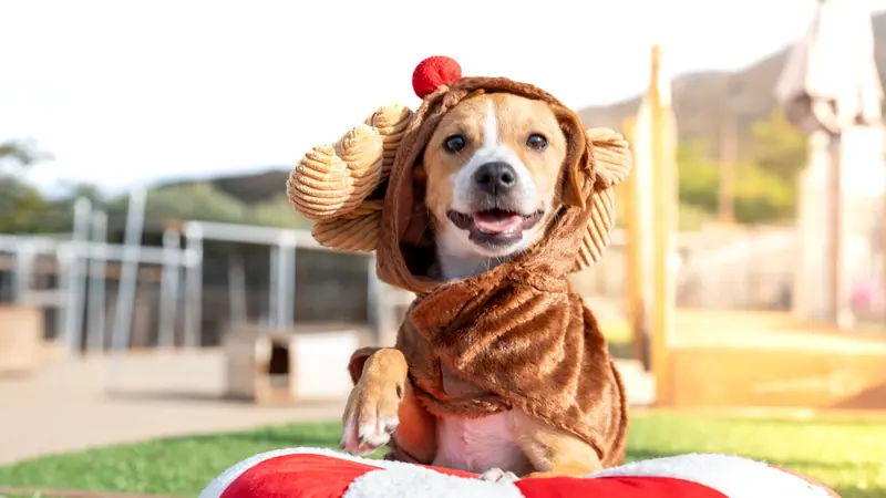Pet photography by Paterakis Visuals in Chania, Crete
