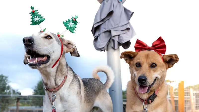 Pet photography by Paterakis Visuals in Chania, Crete