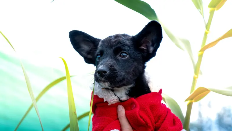 Pet photography by Paterakis Visuals in Chania, Crete
